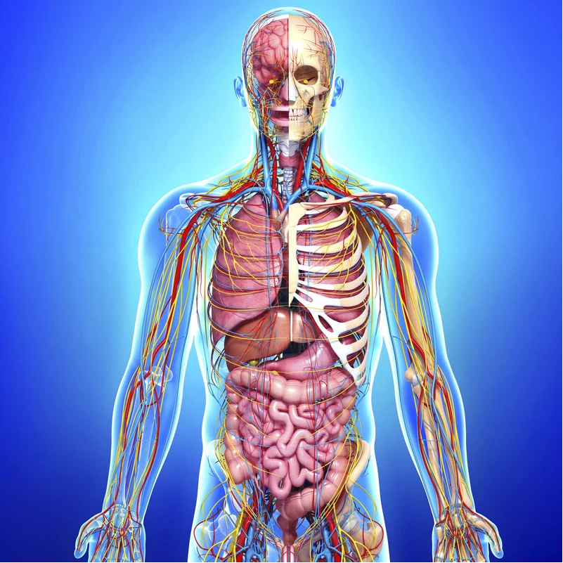 Physiology
